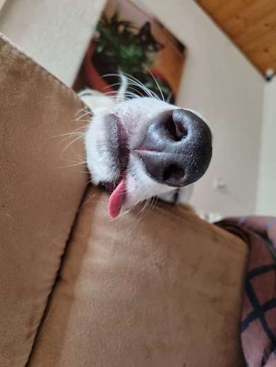 Zeigt her eure Hundenasen-Beitrag-Bild