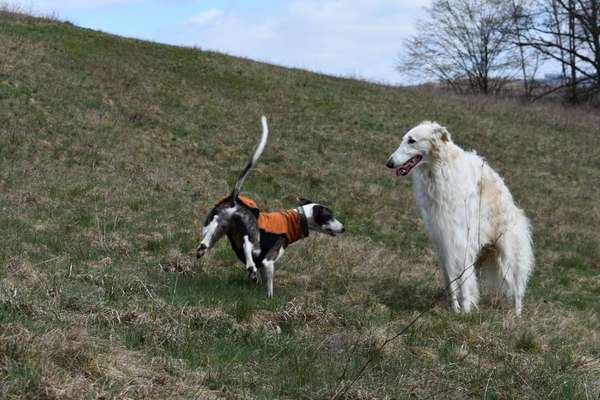 Windhunde - Treffen der besonderen Schönheiten
HERZLICH WILLKOMMEN-Beitrag-Bild