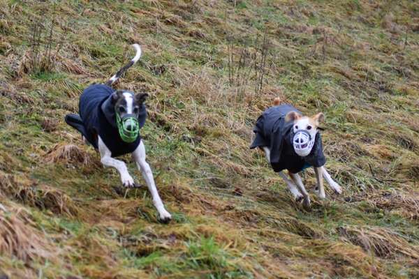 Windhunde - Treffen der besonderen Schönheiten
HERZLICH WILLKOMMEN-Beitrag-Bild