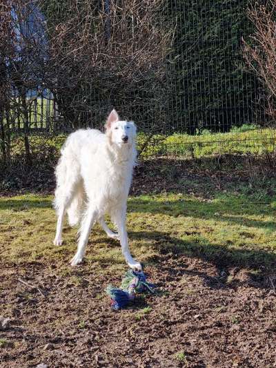 Challenge 23 : "  Euer Hund beim Frühlingserwachen "-Beitrag-Bild