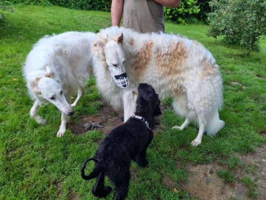 Windhunde - Treffen der besonderen Schönheiten
HERZLICH WILLKOMMEN-Beitrag-Bild