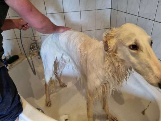 Windhunde - Treffen der besonderen Schönheiten
HERZLICH WILLKOMMEN-Beitrag-Bild