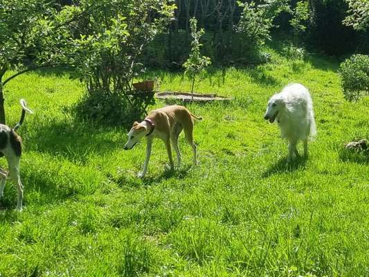 Windhunde - Treffen der besonderen Schönheiten
HERZLICH WILLKOMMEN-Beitrag-Bild