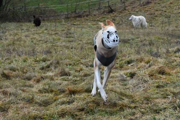 Windhunde - Treffen der besonderen Schönheiten
HERZLICH WILLKOMMEN-Beitrag-Bild