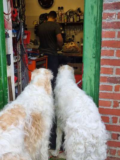 Windhunde - Treffen der besonderen Schönheiten
HERZLICH WILLKOMMEN-Beitrag-Bild