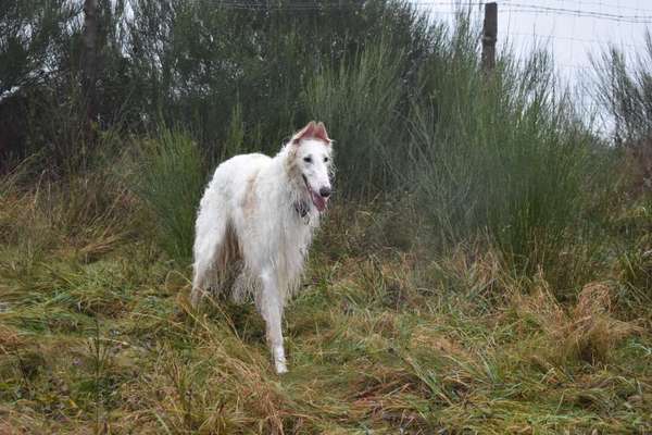 Windhunde - Treffen der besonderen Schönheiten
HERZLICH WILLKOMMEN-Beitrag-Bild