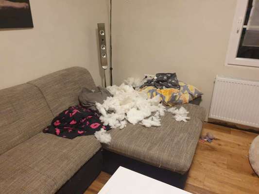 Zeig mir, dass du mit einem hund zusammenlebst....-Beitrag-Bild