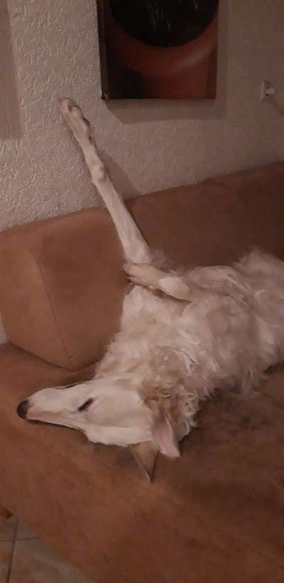 Windhunde - Treffen der besonderen Schönheiten
HERZLICH WILLKOMMEN-Beitrag-Bild