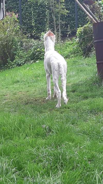 Ohren-Akrobatik-Beitrag-Bild