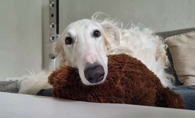 Windhunde - Treffen der besonderen Schönheiten
HERZLICH WILLKOMMEN-Beitrag-Bild