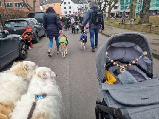 Windhunde - Treffen der besonderen Schönheiten
HERZLICH WILLKOMMEN-Beitrag-Bild