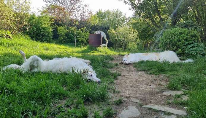 Wie wichtig ist euch das Aussehen eures Hundes?-Beitrag-Bild