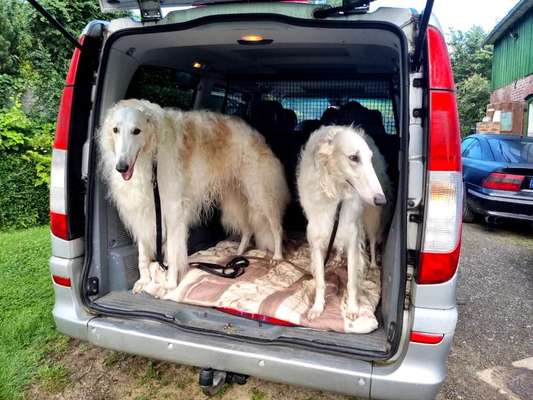 Windhunde - Treffen der besonderen Schönheiten
HERZLICH WILLKOMMEN-Beitrag-Bild