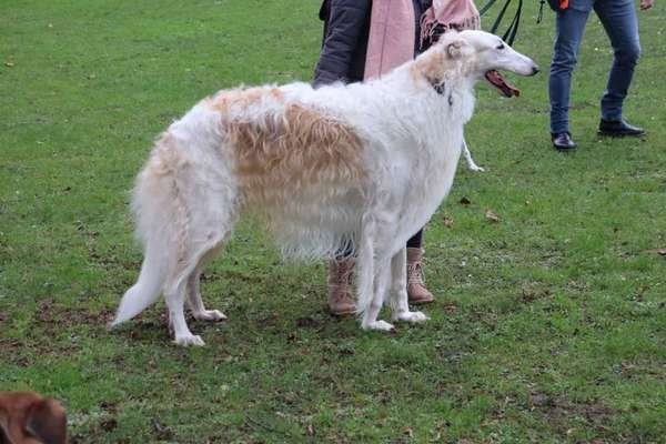 Windhunde - Treffen der besonderen Schönheiten
HERZLICH WILLKOMMEN-Beitrag-Bild