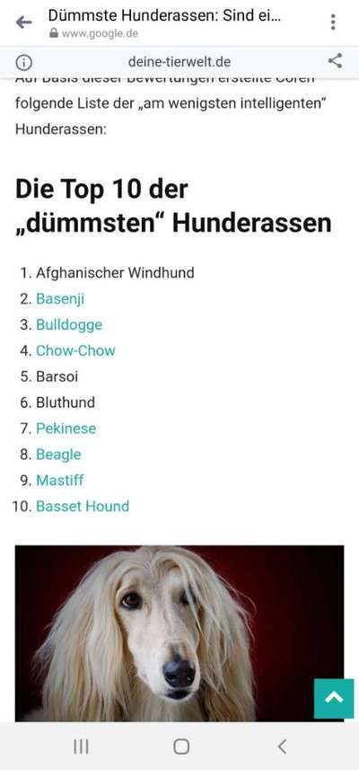 Windhunde - Treffen der besonderen Schönheiten
HERZLICH WILLKOMMEN-Beitrag-Bild