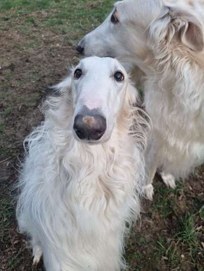 FOTOCHALLENGE 72 - Glücklicher Hund im Schmuddel-Look-Beitrag-Bild