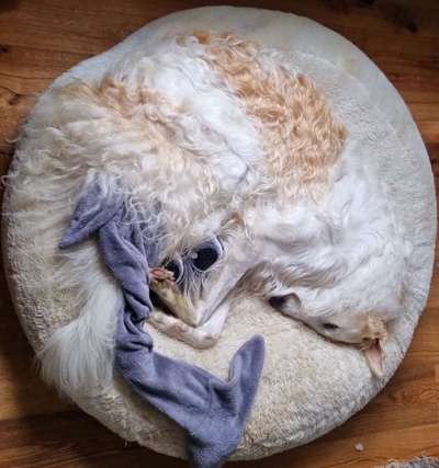 Windhunde - Treffen der besonderen Schönheiten
HERZLICH WILLKOMMEN-Beitrag-Bild