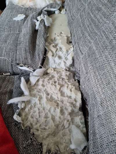 Zeig mir, dass du mit einem hund zusammenlebst....-Beitrag-Bild