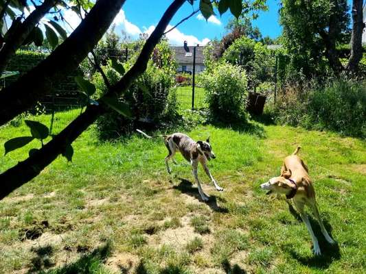 Windhunde - Treffen der besonderen Schönheiten
HERZLICH WILLKOMMEN-Beitrag-Bild