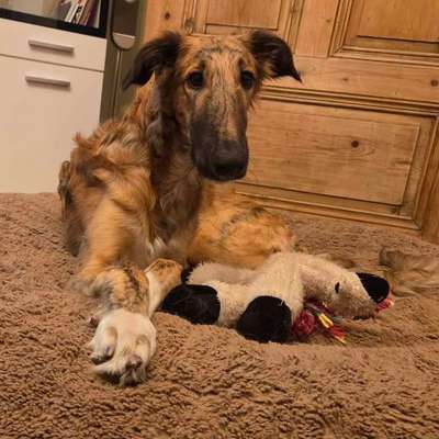 Windhunde - Treffen der besonderen Schönheiten
HERZLICH WILLKOMMEN-Beitrag-Bild