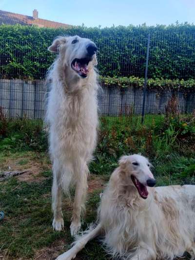 Windhunde - Treffen der besonderen Schönheiten
HERZLICH WILLKOMMEN-Beitrag-Bild