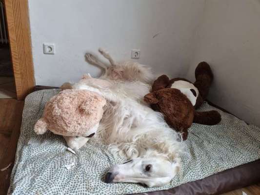 Windhunde - Treffen der besonderen Schönheiten
HERZLICH WILLKOMMEN-Beitrag-Bild