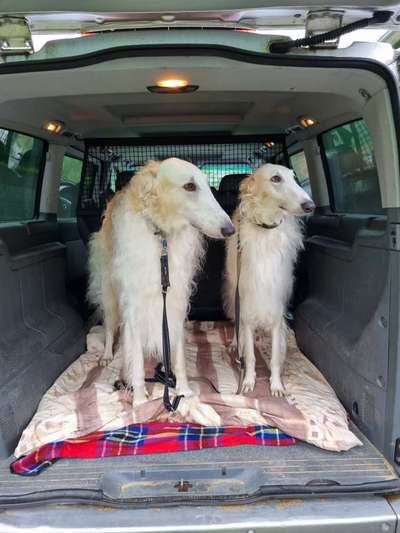 Die Dogorama Wochen Challenge-Beitrag-Bild