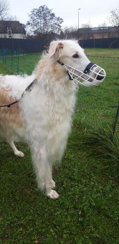 Windhunde - Treffen der besonderen Schönheiten
HERZLICH WILLKOMMEN-Beitrag-Bild