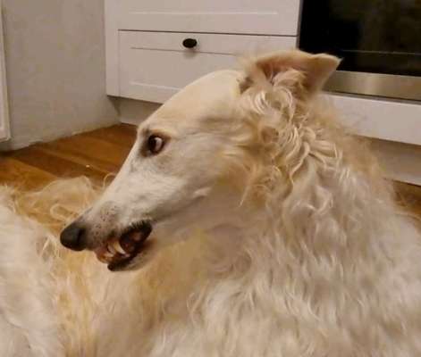 Windhunde - Treffen der besonderen Schönheiten
HERZLICH WILLKOMMEN-Beitrag-Bild