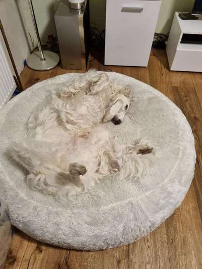 Windhunde - Treffen der besonderen Schönheiten
HERZLICH WILLKOMMEN-Beitrag-Bild