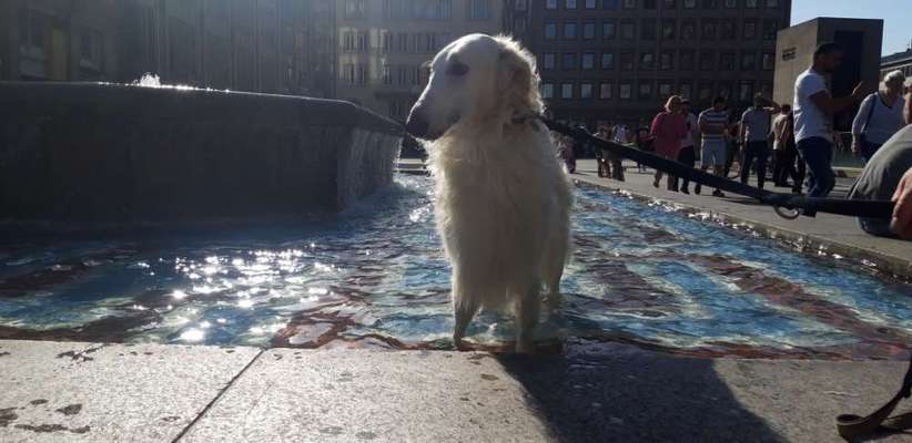 Gibt es auch Windhunde die nicht Wasserscheu sind?-Beitrag-Bild