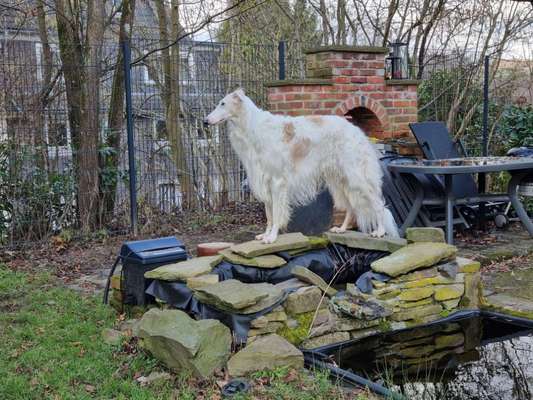 Windhunde - Treffen der besonderen Schönheiten
HERZLICH WILLKOMMEN-Beitrag-Bild