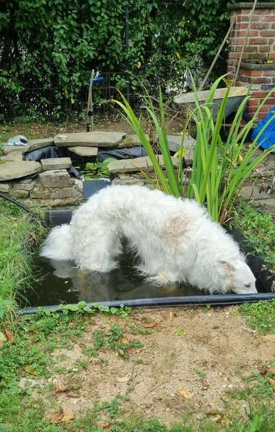 Windhunde - Treffen der besonderen Schönheiten
HERZLICH WILLKOMMEN-Beitrag-Bild