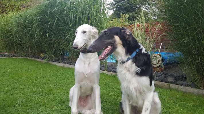 Windhunde - Treffen der besonderen Schönheiten
HERZLICH WILLKOMMEN-Beitrag-Bild