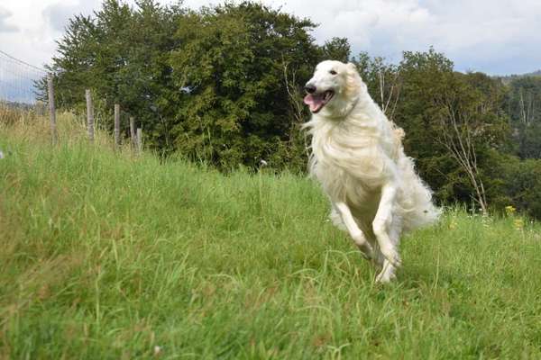 Windhunde - Treffen der besonderen Schönheiten
HERZLICH WILLKOMMEN-Beitrag-Bild