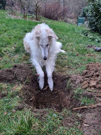 Windhunde - Treffen der besonderen Schönheiten
HERZLICH WILLKOMMEN-Beitrag-Bild