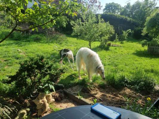 Windhunde - Treffen der besonderen Schönheiten
HERZLICH WILLKOMMEN-Beitrag-Bild