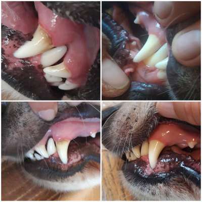 Emmi Pet Hundezahnbürste-Beitrag-Bild