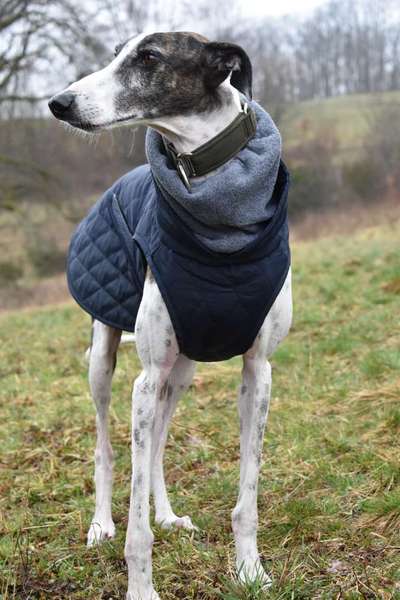 Fotochallenge - fremde Hunde-Beitrag-Bild