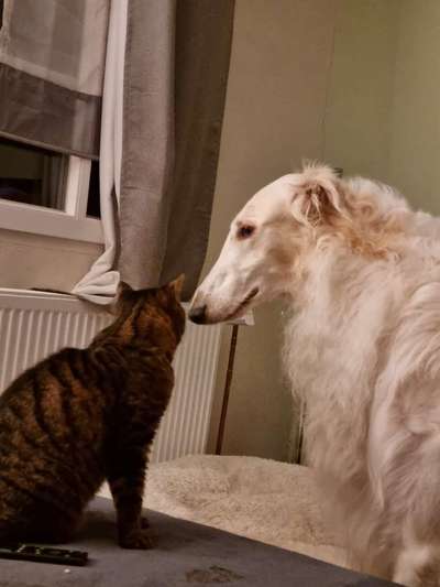 Windhunde - Treffen der besonderen Schönheiten
HERZLICH WILLKOMMEN-Beitrag-Bild