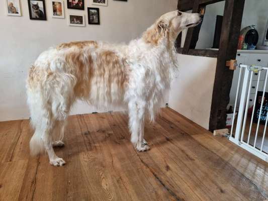 Windhunde - Treffen der besonderen Schönheiten
HERZLICH WILLKOMMEN-Beitrag-Bild