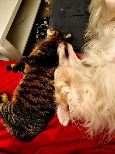 Windhunde - Treffen der besonderen Schönheiten
HERZLICH WILLKOMMEN-Beitrag-Bild