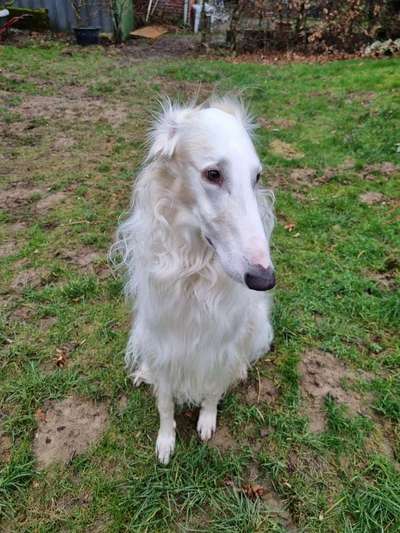 Windhunde - Treffen der besonderen Schönheiten
HERZLICH WILLKOMMEN-Beitrag-Bild