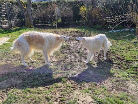 Windhunde - Treffen der besonderen Schönheiten
HERZLICH WILLKOMMEN-Beitrag-Bild