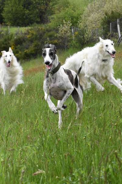 Windhunde - Treffen der besonderen Schönheiten
HERZLICH WILLKOMMEN-Beitrag-Bild