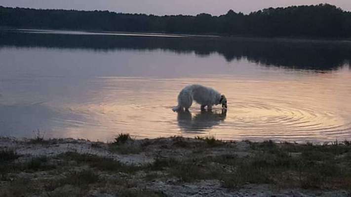 Gibt es auch Windhunde die nicht Wasserscheu sind?-Beitrag-Bild