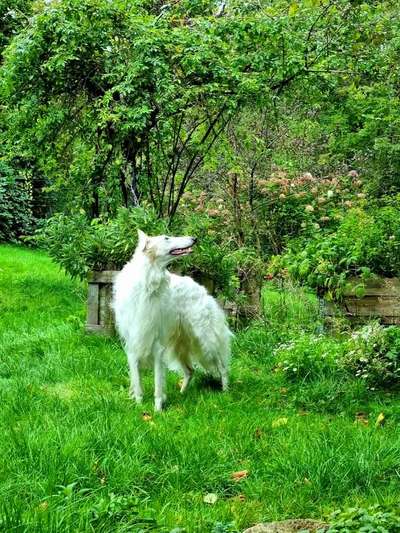 Wie groß waren eure welpen ?-Beitrag-Bild