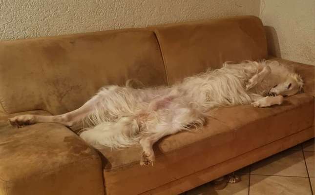 32. Handy Fotochallenge - Dein Hund im Land der Träume-Beitrag-Bild