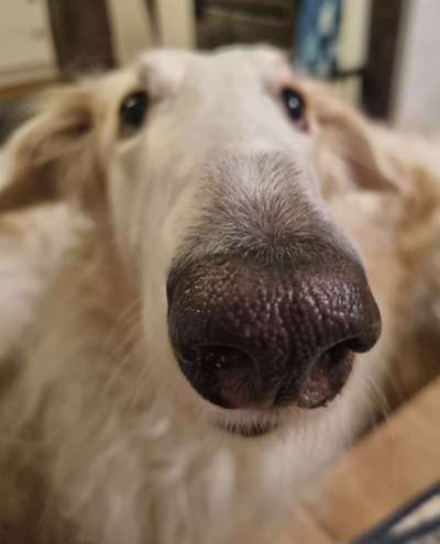 Windhunde - Treffen der besonderen Schönheiten
HERZLICH WILLKOMMEN-Beitrag-Bild