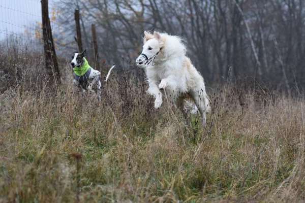 Barsoi (Russischer Windhund)-Beitrag-Bild